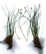 Image of shorthair sedge