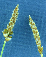 Image of shorthair sedge