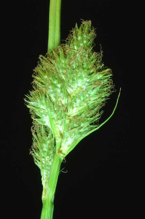 Image of Green-Sheath Sedge