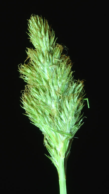 Image of Green-Sheath Sedge