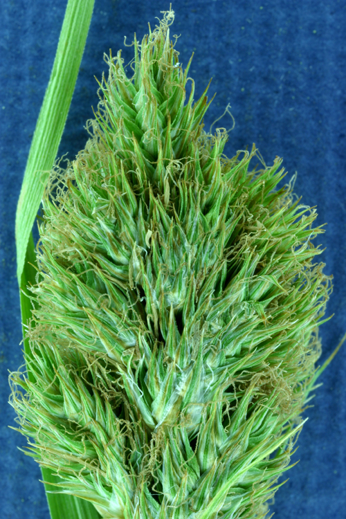 Image of Green-Sheath Sedge