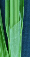 Image of Green-Sheath Sedge