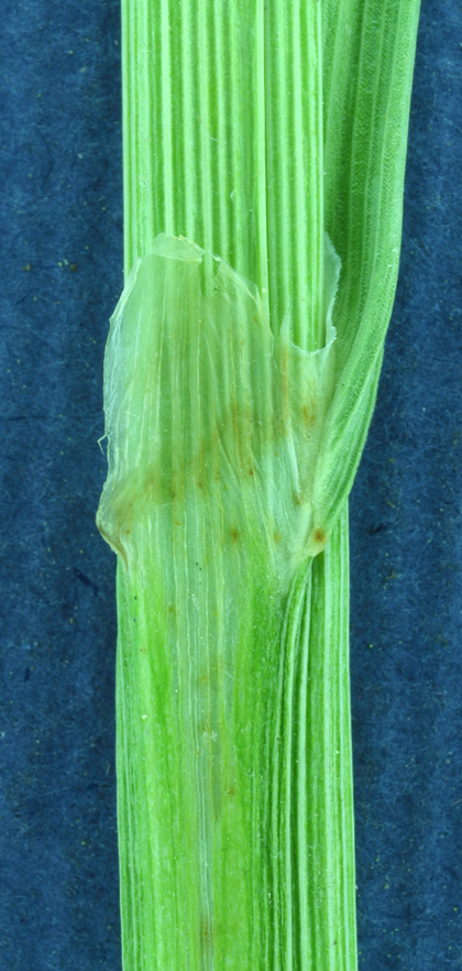 Image of Green-Sheath Sedge
