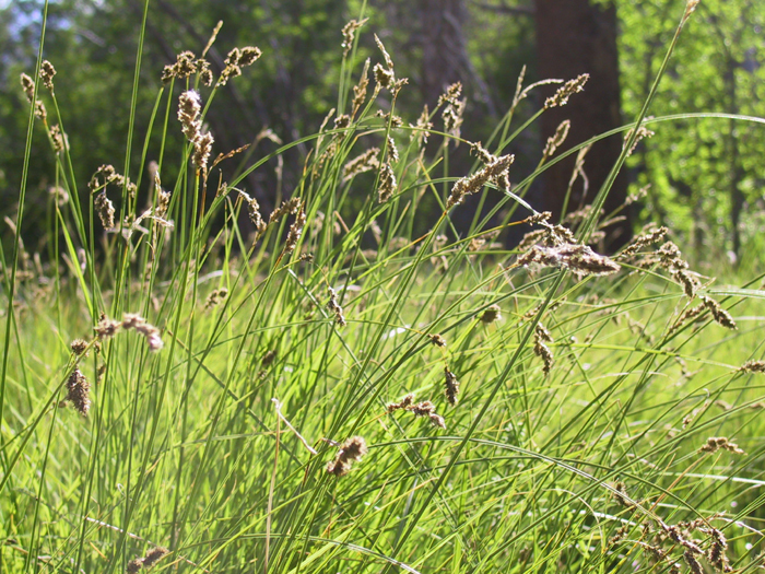 Image of Cusick's sedge