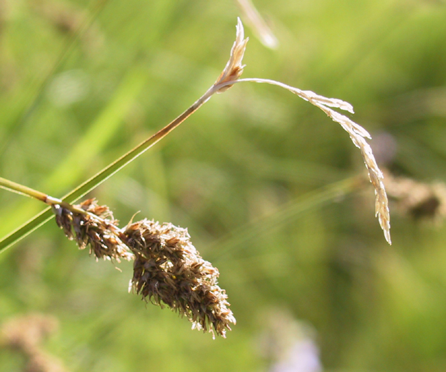 Image of Cusick's sedge