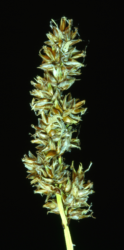 Image of Cusick's sedge