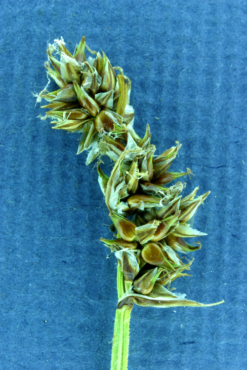 Image of Cusick's sedge