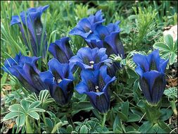 Image of Gentiana clusii Perr. & Song.