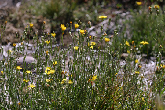 Image of smooth hawksbeard