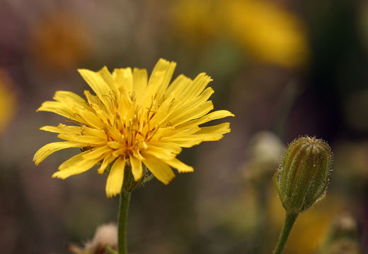 Image of smooth hawksbeard