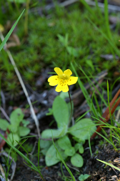 Image of <i>Mimulus primuloides</i>