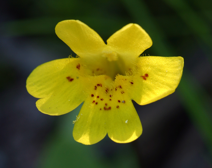 Image of <i>Mimulus primuloides</i>