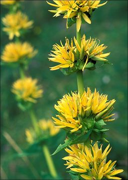 Image of Gentiana lutea subsp. symphyandra (Murb.) Hayek