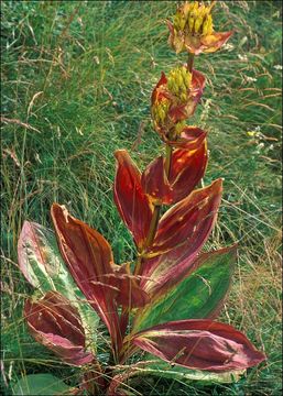 Image of Gentiana lutea subsp. symphyandra (Murb.) Hayek