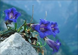 Image of Gentiana clusii Perr. & Song.