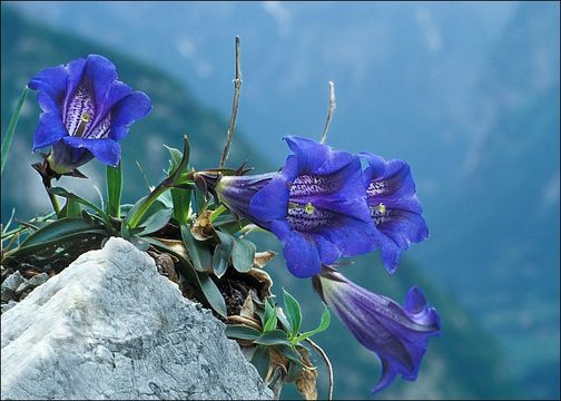 Image of Gentiana clusii Perr. & Song.