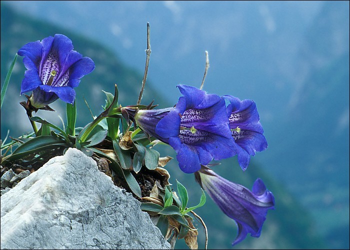 Image of Clusius's Gentian