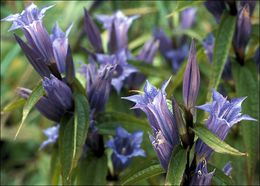 Gentiana asclepiadea L.的圖片