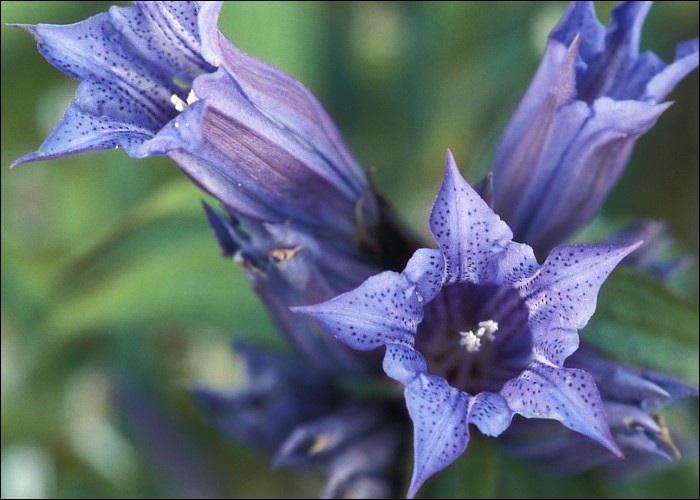 Gentiana asclepiadea L.的圖片