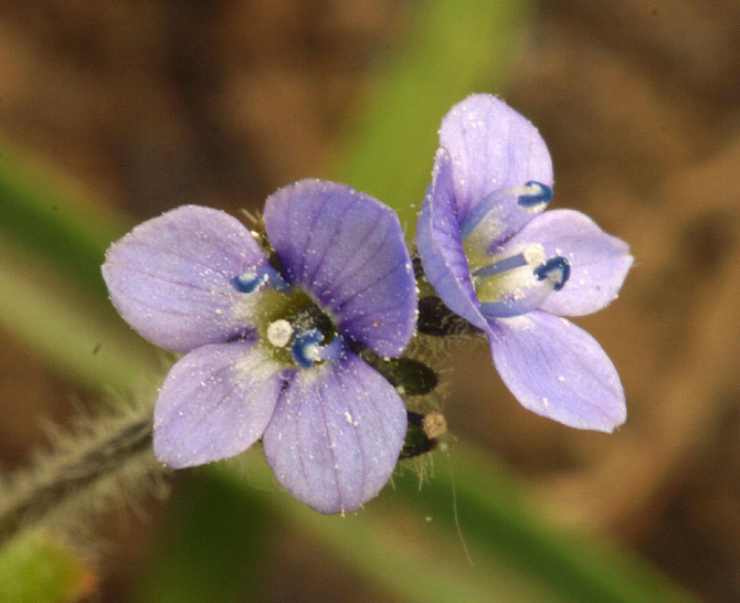 Image of American alpine speedwell