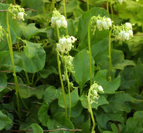 Image of sidebells wintergreen