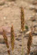 Trisetum spicatum (L.) K. Richt. resmi