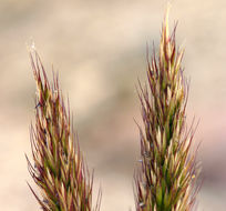 Image of Narrow False Oat