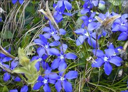 Image of spring gentian