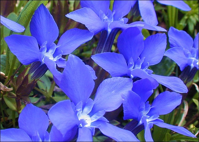 Image of spring gentian