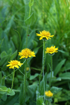 Image of hairy arnica