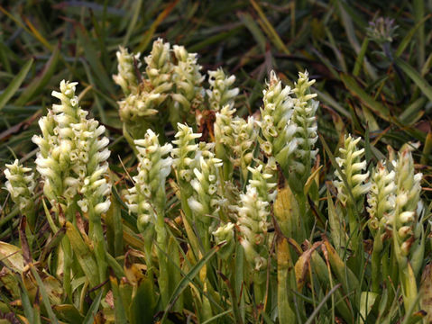 Image of hooded lady's tresses