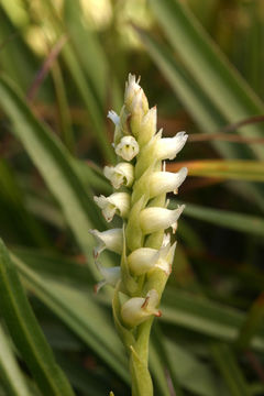 Image of hooded lady's tresses