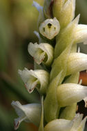 Image of hooded lady's tresses