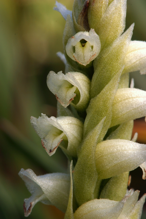 Image of hooded lady's tresses