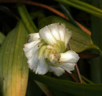 Image of hooded lady's tresses