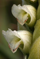 Image of hooded lady's tresses