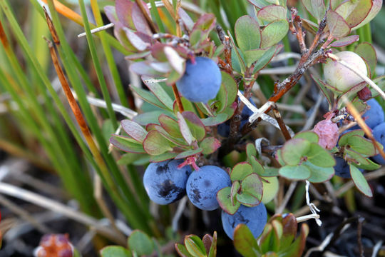 Image of alpine bilberry