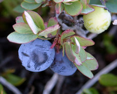 Image of alpine bilberry