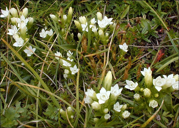 Image de <i>Gentianella anisodonta</i> ssp. <i>calycina</i>