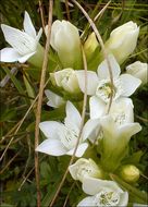 Image de <i>Gentianella anisodonta</i> ssp. <i>calycina</i>