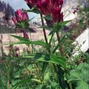 Image of Gentiana purpurea L.