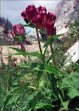 Image of Gentiana purpurea L.