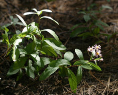 Image of roughleaf aster