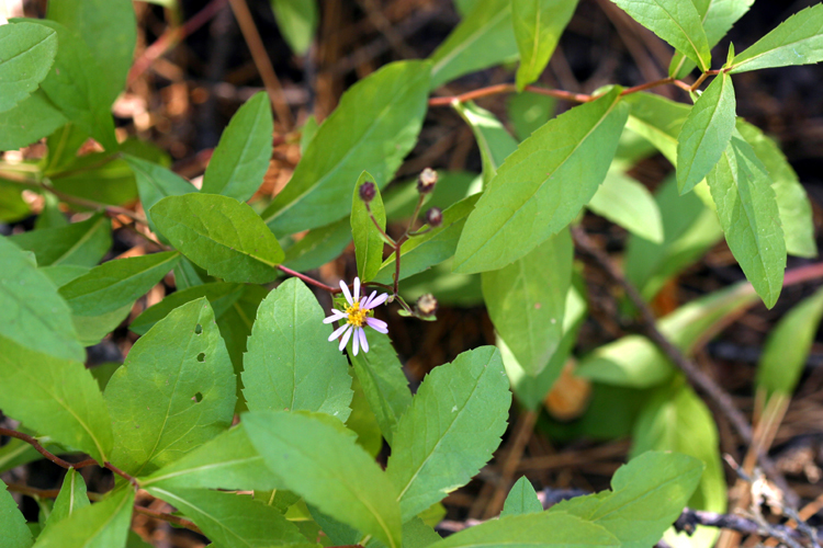 Image of roughleaf aster