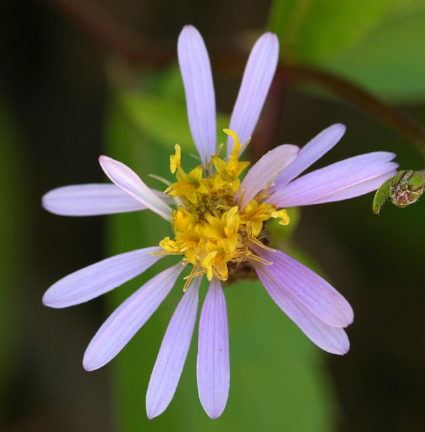 Image of roughleaf aster