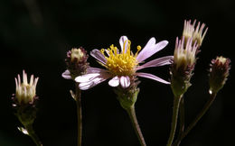 Image of roughleaf aster