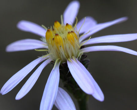 Plancia ëd Eurybia radulina (A. Gray) G. L. Nesom