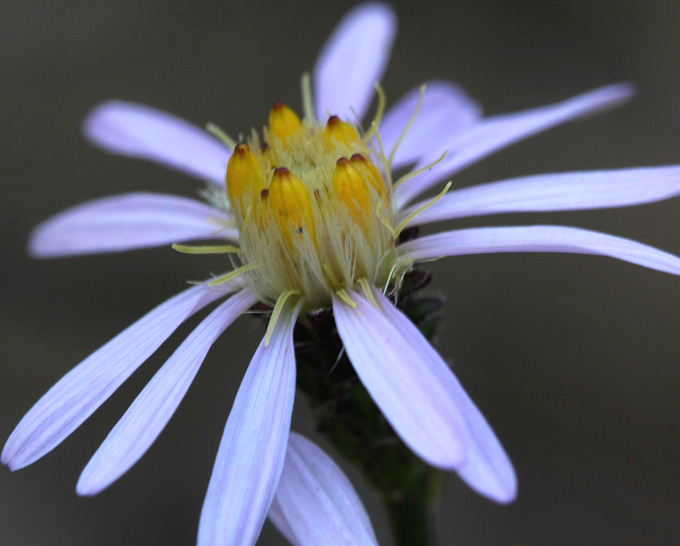 Image of roughleaf aster