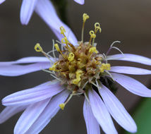 Image of roughleaf aster