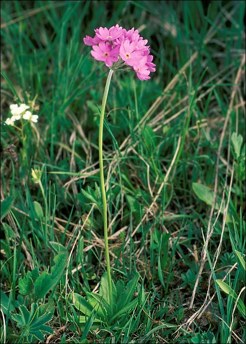 Plancia ëd Primula farinosa L.